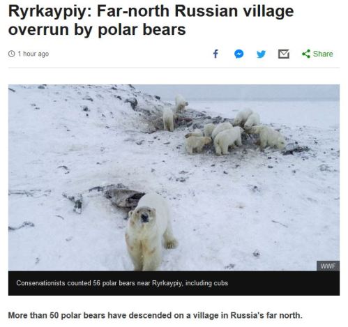 Ryrkaypiy overrun by polar bears WWF photo