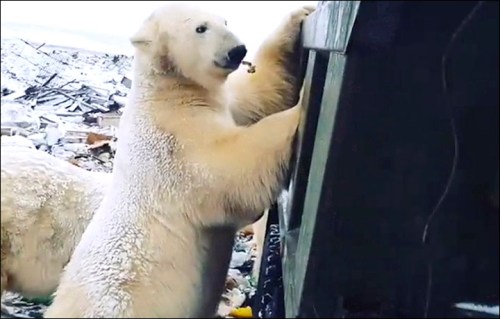 Polar beara checking out a Russian dump Kara Sea late November 2019_Irina Eliseeva photo