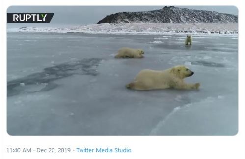 Russian PB cubs crawl over thin ice 20 Dec 2019 screencap