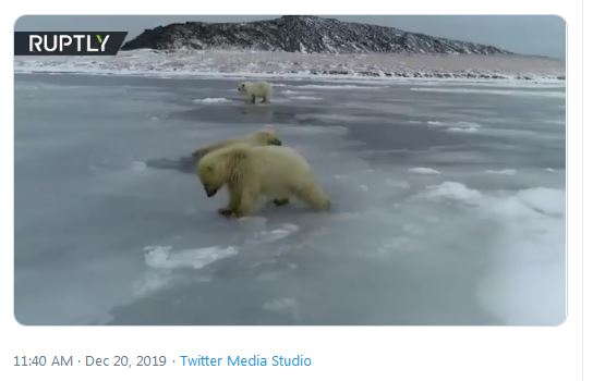 Polar bear cubs play on the thin ice that supposedly threatens them ...