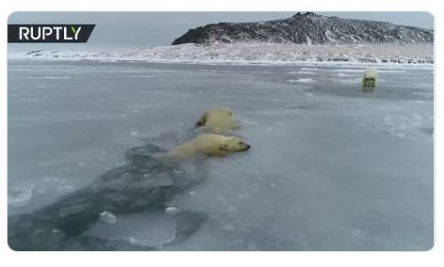 Russian PB cubs struggle to get out of water surrounded by thin ice 20 Dec 2019 screencap