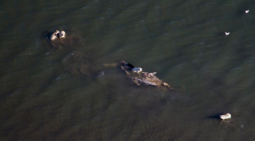 Four polar bears on a bowhead whale carcass near W Beaufort Sea shoreline_NOAA Summer 2019