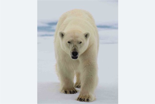 Liodden photo book cover alone lg