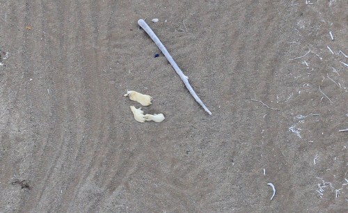 Mother and two-year-old cubs resting onshore SB_NOAA summer 2019