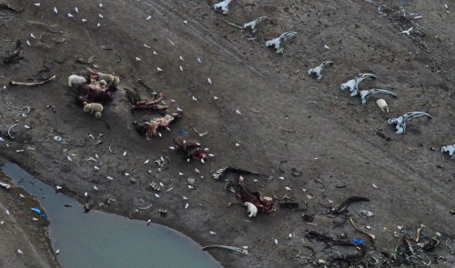 Nine polar bears, including mothers and cubs, feeding on bowhead whale remains on Cross Island NOAA 23 Oct 2019
