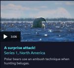 Seven Worlds One Planet NA A surprise attack trailer&nbsp;screencap