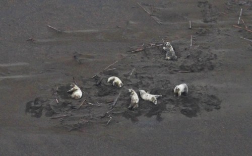 Six fat polar bear wallow in SB sand_NOAA summer 2019