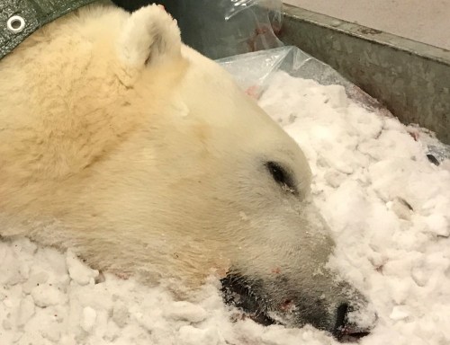 Svalbard 7 yr old male polar_bear shot 31 Dec 2019_photo_sysselmannen