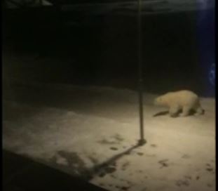 Svalbard pb visits Longyearbyen 26 Dec 2019 screencap from TV video