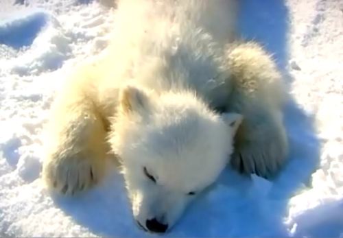 The Truth About climate change part 10_07 screencap cub