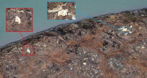 Two females one with three cubs _L_ and one with two cubs _R_NOAA summer 2019