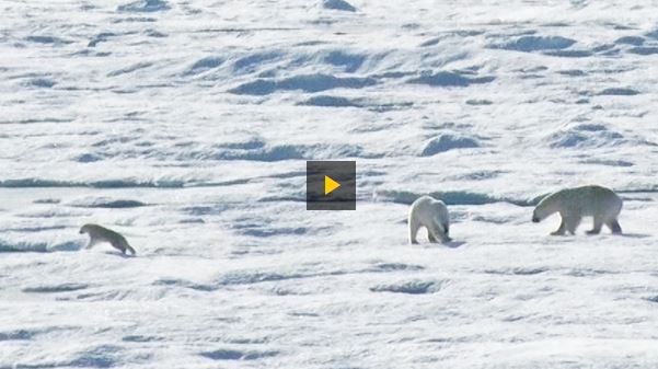 Cannibalism video 2015 Nat Geo_off Baffin Island