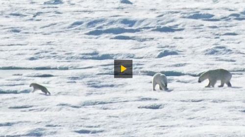 Cannibalism video 2015 Nat Geo_off Baffin Island