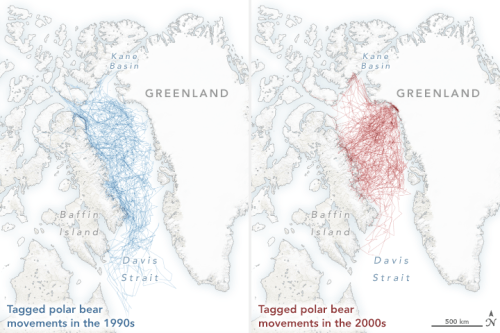 Laidre et al 2020 map polarbears_gps_2013