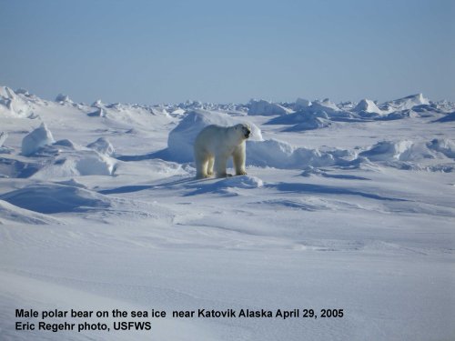 Polar_Bear_male on sea ice_Alaska Katovik Regehr photo_April 29, 2005_sm labeled
