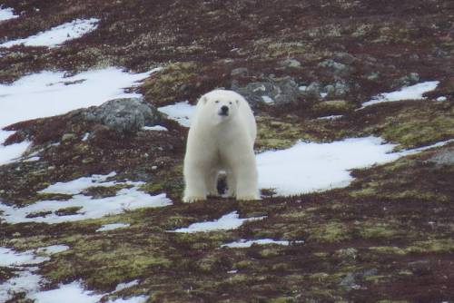 NP-PolarBearSighting 2018-6_large