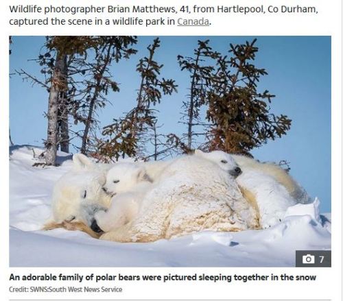 Sun pb emerging with cubs feature 22 March 2020 lead photo