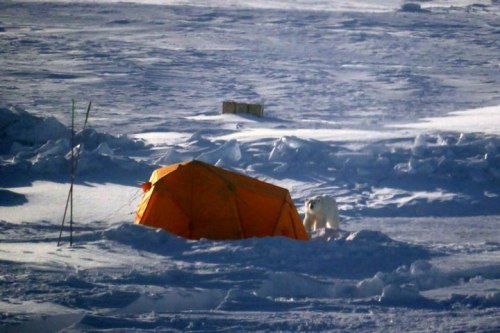Polarstern 2020 polar bear 4th week April_photo1_Nr1_JuliaSchmale_web