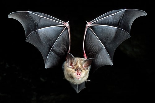 Ridley horsebat