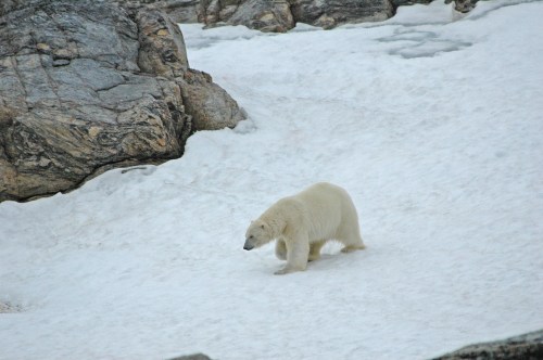 bear-on-snowbank_Radstock_Stirling