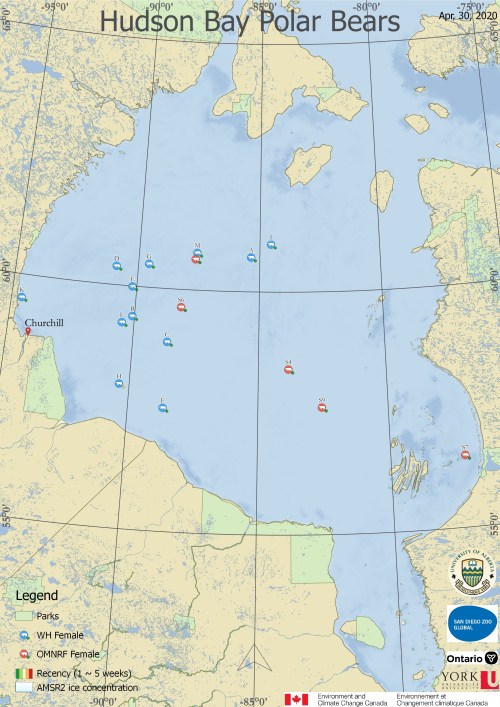 Derocher 2020 WHB tracking map 30 April