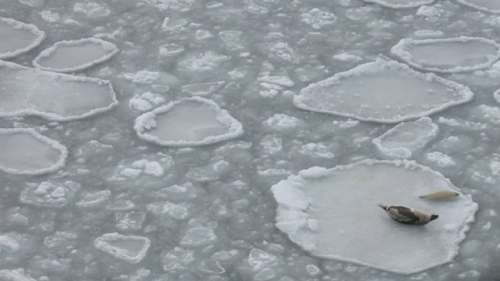 Harp seal on ice around PEI _DFO 2017