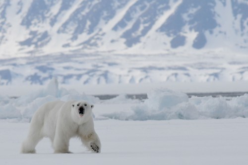 Baffin Island Bylot Sound bear_smaller_shutterstock_1144169858