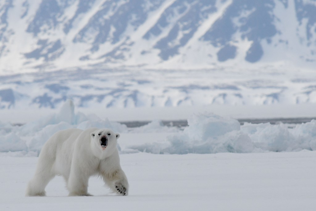 Baffin Island Bylot Sound bear_smaller_shutterstock_1144169858