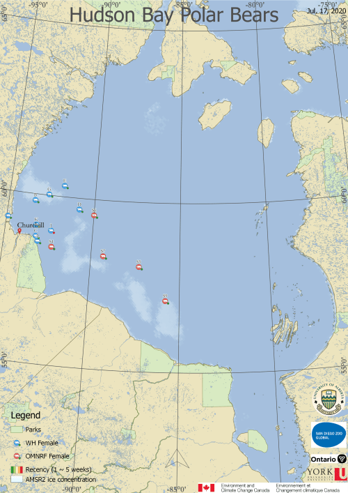 Derocher WHB bears at 17 July 2020 from his tweet 18 July_1st bear onshore