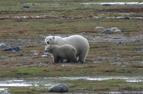 James Bay female and cub_Ontaro Govt