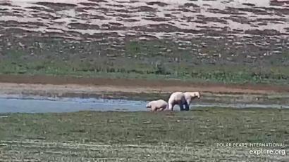 WH 18 Sat July 2020 noon PT Cape East fat mother and cub_Wakusp NP explore dot org livecam