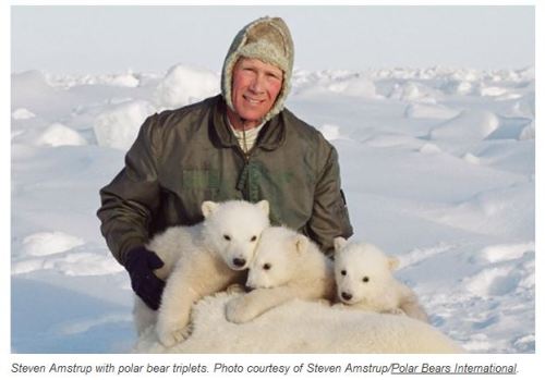 Amstrup_only solution_with 3 cubs_Oct 8 2014