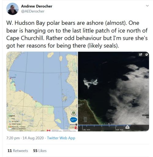 Derocher 2020 Aug 14_1 bear still on the ice at 14 Aug odd behaviour