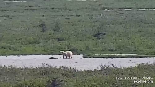 Polar bear Cape East Wakusp NP 3_14 Aug 2020