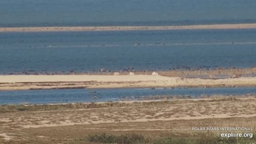 Polar bear Cape West Wakusp NP 1_12 Aug 2020