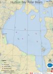 Derocher 2021 WHB tracking map Jan 11 one bear very close to&nbsp;shore